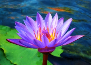 Floarea de lotus